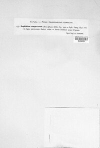 Lophiostoma compressum image